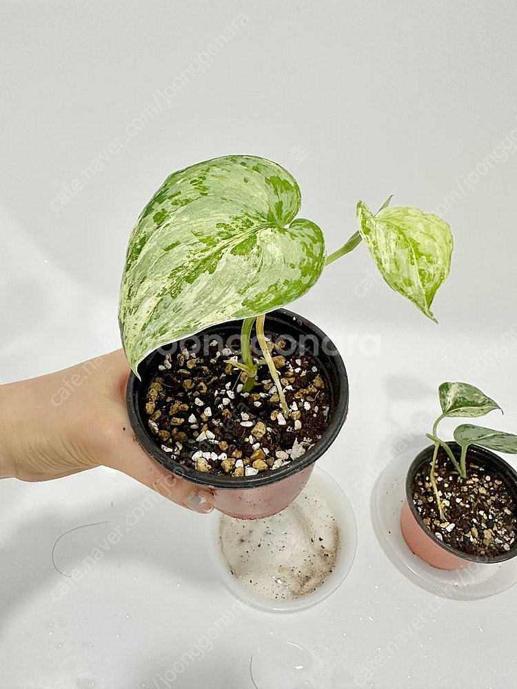 희귀식물 스킨답서스 피썬/피전/피젼--0